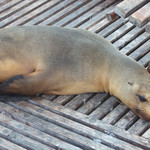 Sea lion