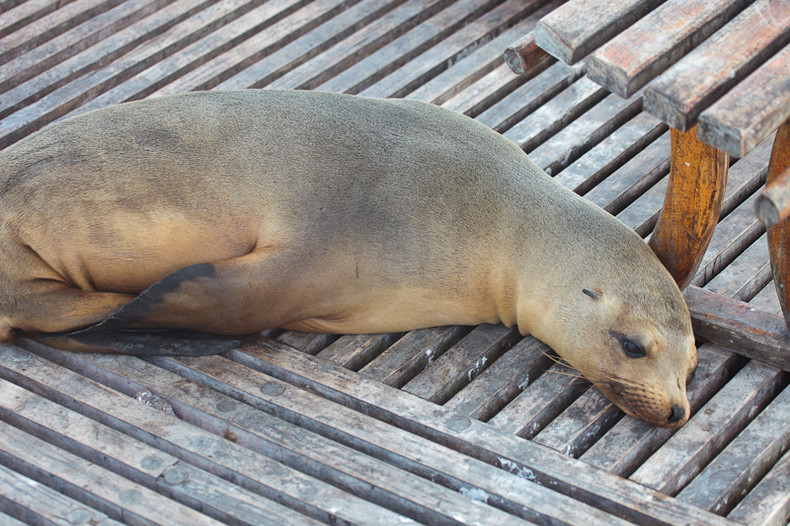 Sea lion