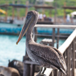 Pelican