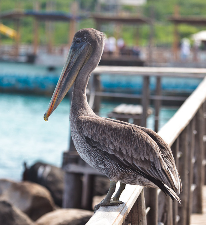 Pelican