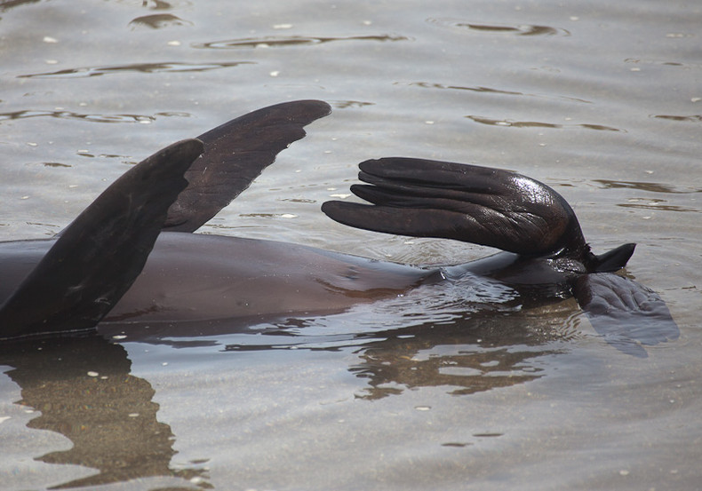 Sea lion