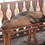 Sea lion