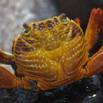 Sally Lightfoot Crab