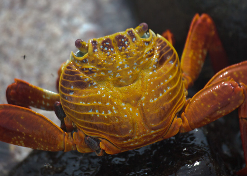 Sally Lightfoot Crab