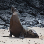 Sea lion