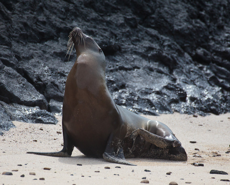 Sea lion