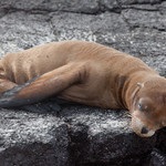 Sea lion