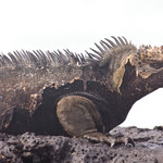 Marine iguana