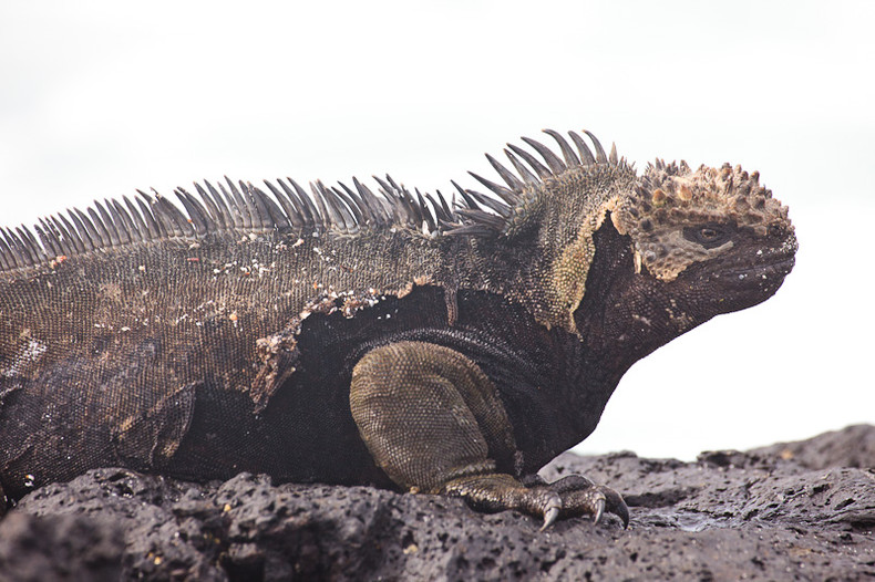 Marine iguana