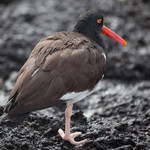 American Oystercatcher