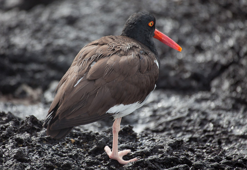 American Oystercatcher