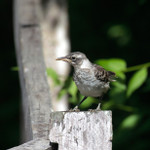 Galapagos Mockingbird