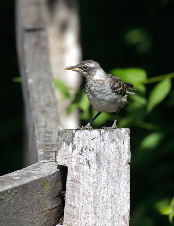 Galapagos Mockingbird