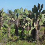 Prickly Pear Cactus