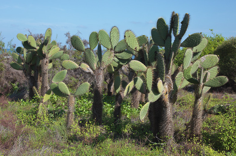 Prickly Pear Cactus