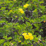 Yellow Cordia