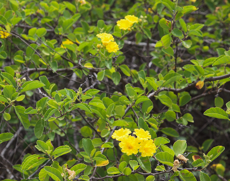 Yellow Cordia