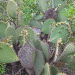 Prickly Pear Cactus