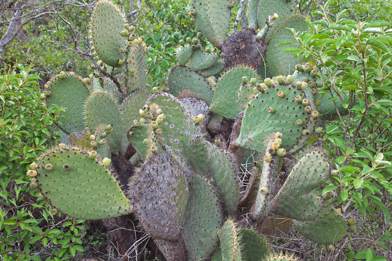 Prickly Pear Cactus