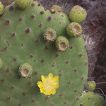 Prickly Pear Cactus