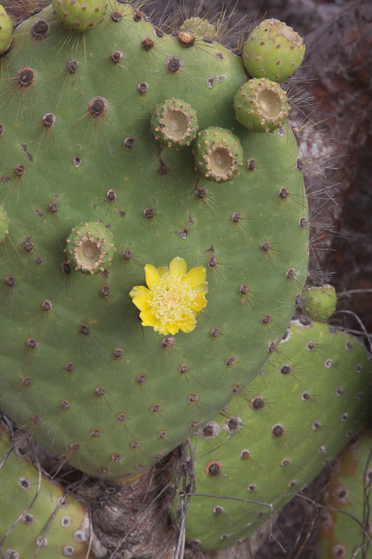 Prickly Pear Cactus