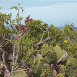 Prickly Pear Cactus