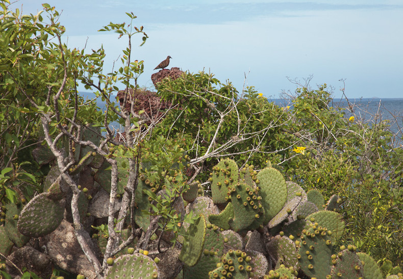 Prickly Pear Cactus