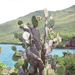 Prickly Pear Cactus