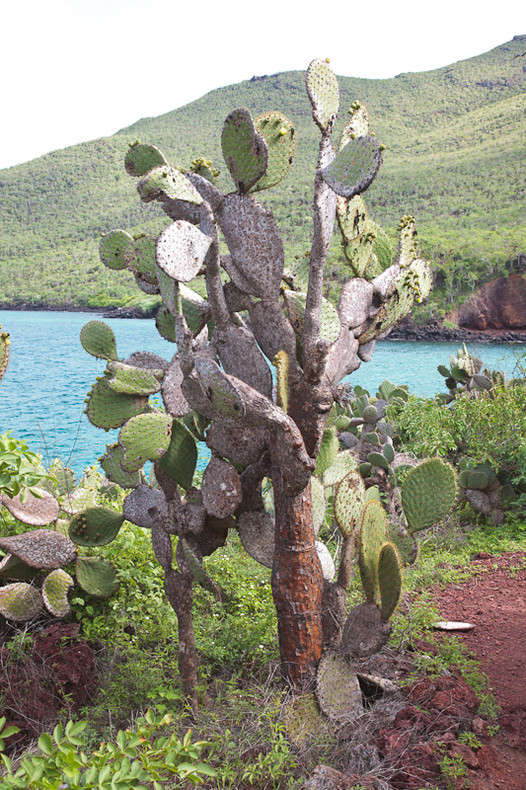 Prickly Pear Cactus