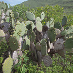 Prickly Pear Cactus