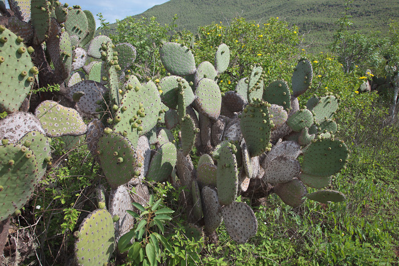 Prickly Pear Cactus