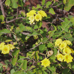 Yellow Cordia