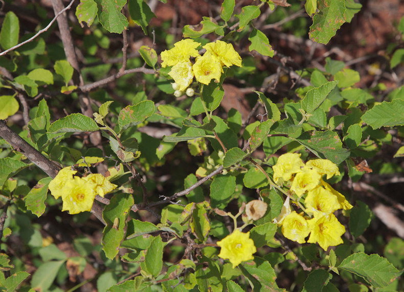 Yellow Cordia