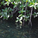 Mangrove