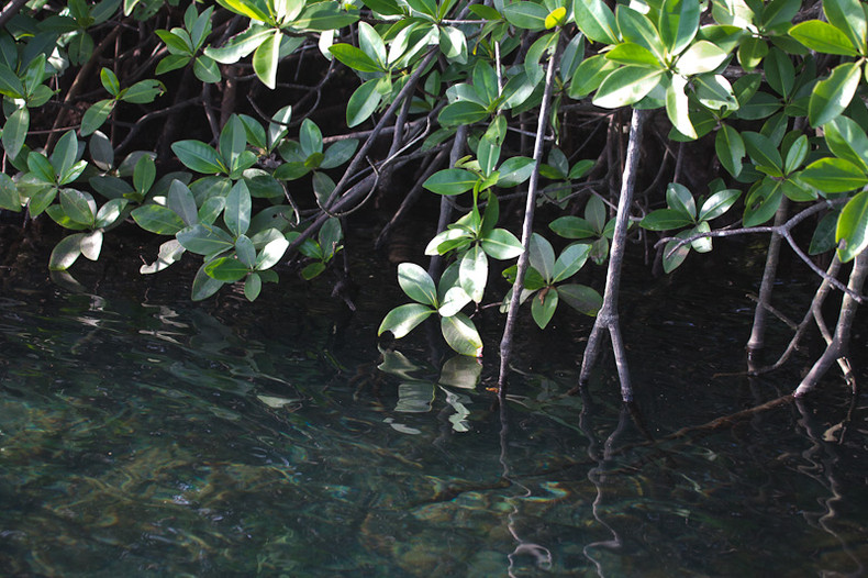 Mangrove