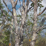 Palo Santo tree