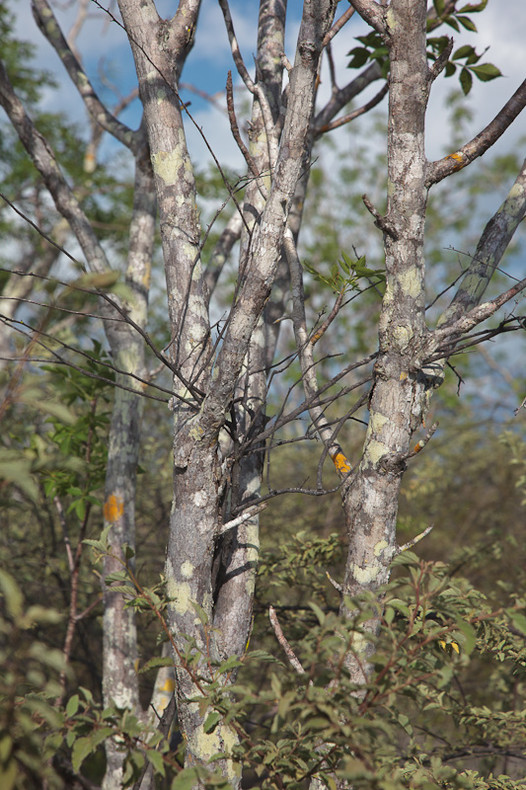 Palo Santo tree