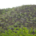 Palo Santo tree