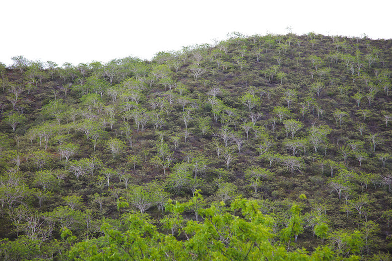 Palo Santo tree