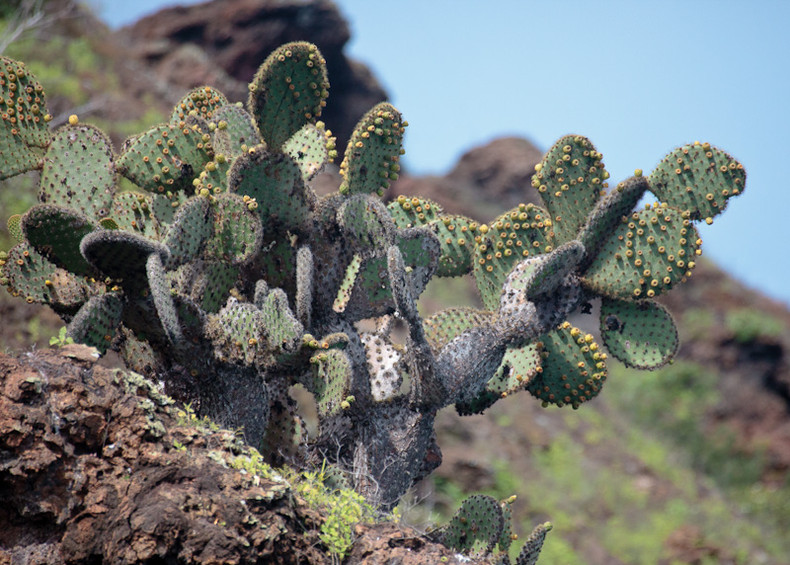 Prickly Pear Cactus