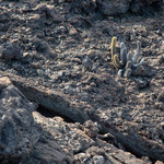 Lava cactus