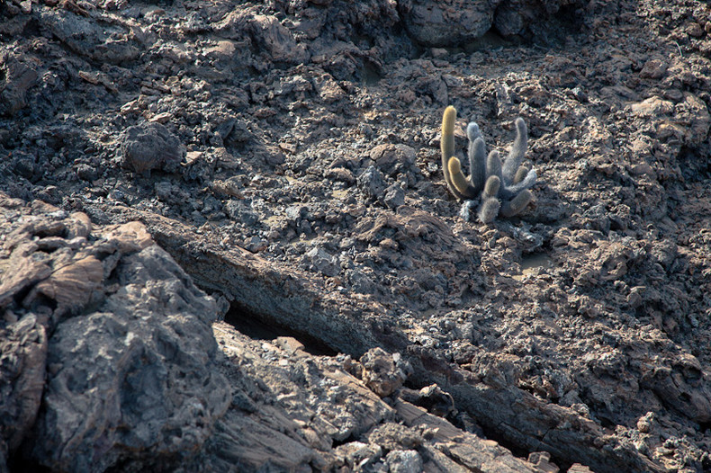 Lava cactus