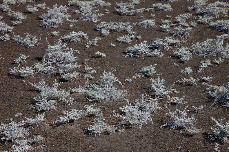 Gray matplant