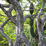 Palo Santo tree