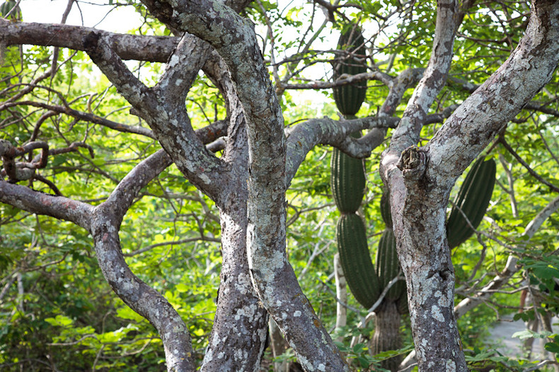 Palo Santo tree