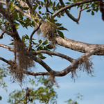 Palo Santo tree