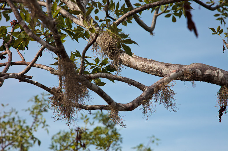 Palo Santo tree