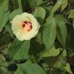 Galapagos cotton