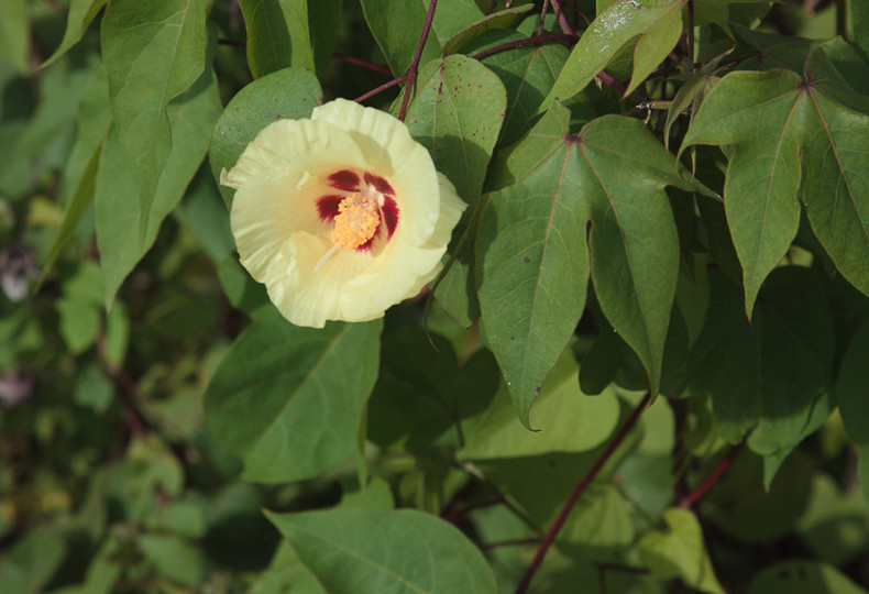 Galapagos cotton