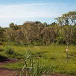 Palo Santo tree